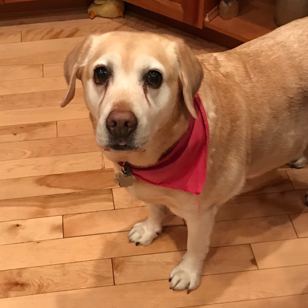 Meet your Posher, Gianna